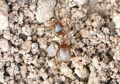 Lasius neoniger photo 19