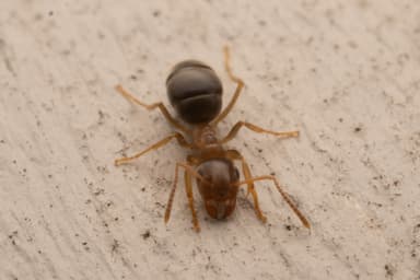 Lasius neoniger photo 20