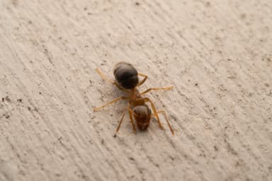 Lasius neoniger photo 21