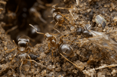 Lasius neoniger photo 23