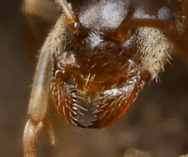 Lasius neoniger photo 25