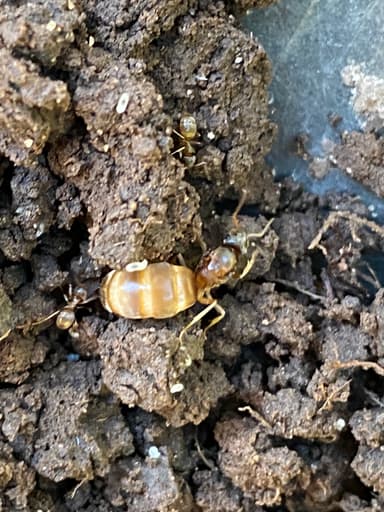 Lasius neoniger — queen photo 27