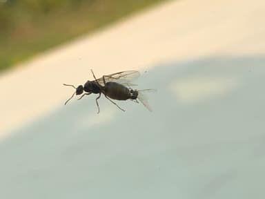 Lasius neoniger — queen photo 29