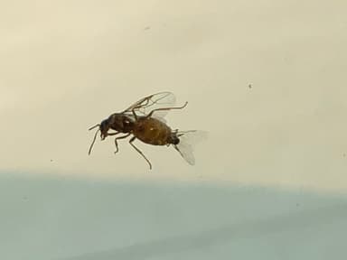 Lasius neoniger — queen photo 30