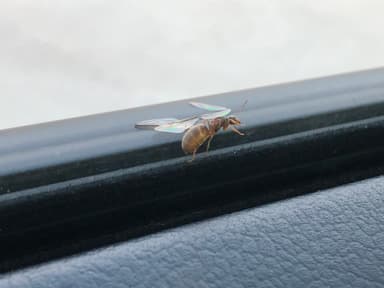 Lasius neoniger — queen photo 31