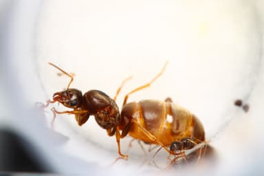Lasius neoniger — queen photo 32