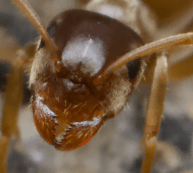 Lasius neoniger photo 34