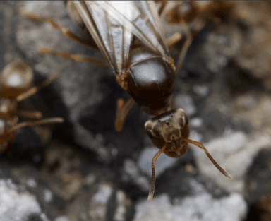 Lasius neoniger photo 35