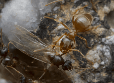 Lasius neoniger photo 36