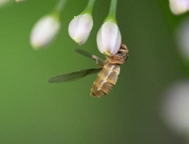 Lasius neoniger photo 38