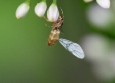 Lasius neoniger photo 39