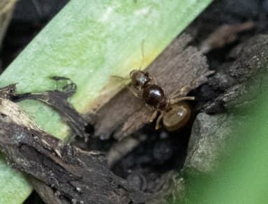 Lasius neoniger photo 40