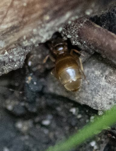 Lasius neoniger photo 41