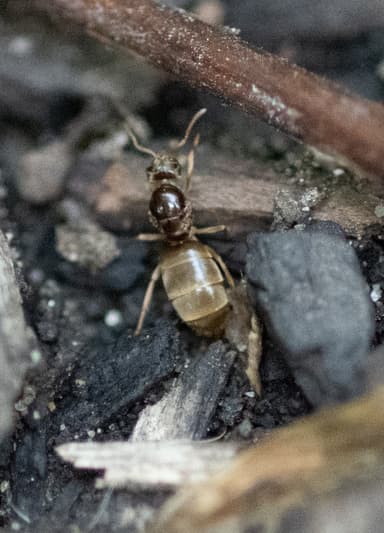 Lasius neoniger photo 42