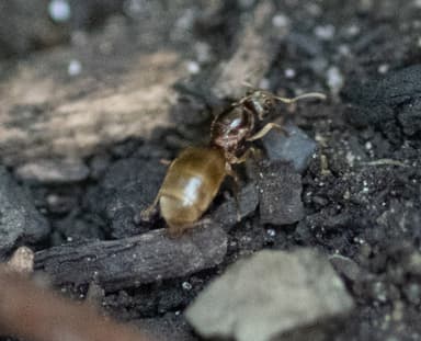 Lasius neoniger photo 43