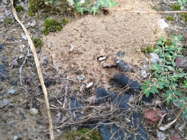 Lasius neoniger photo 48