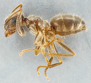 Lasius neoniger photo 49