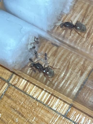 Lasius neoniger photo 61