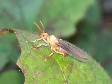 Lasius neoniger photo 62