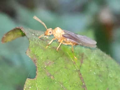 Lasius neoniger photo 63