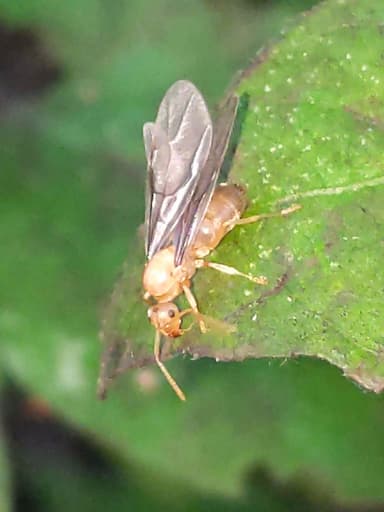 Lasius neoniger photo 64