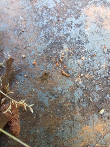 Lasius neoniger photo 66