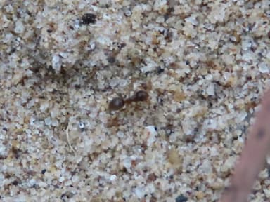 Lasius neoniger photo 68