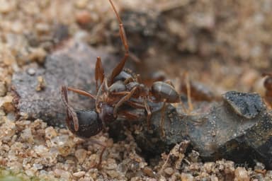 Lasius neoniger photo 69