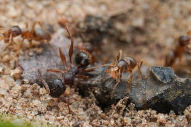 Lasius neoniger photo 70