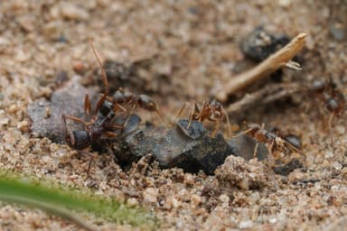 Lasius neoniger photo 71