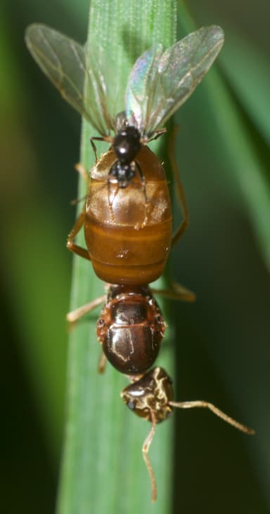 Lasius neoniger photo 72