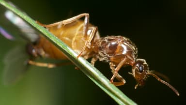 Lasius neoniger photo 73