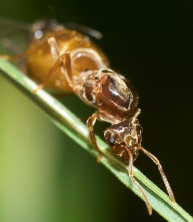 Lasius neoniger photo 74