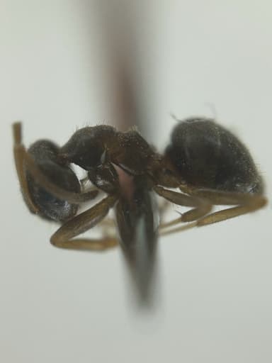 Lasius neoniger photo 78