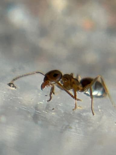 Lasius neoniger photo 79
