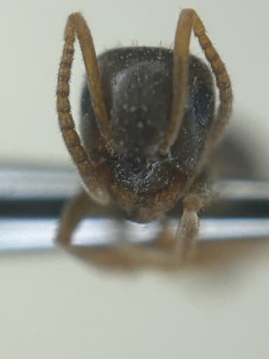 Lasius neoniger photo 80