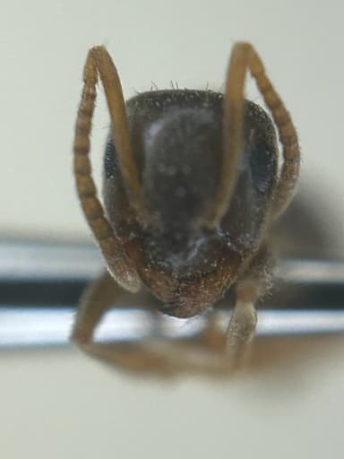 Lasius neoniger photo 81