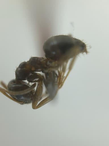 Lasius neoniger photo 82