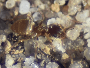 Lasius neoniger photo 83