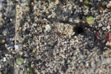 Lasius neoniger photo 84