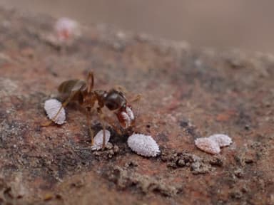 Lasius neoniger photo 85