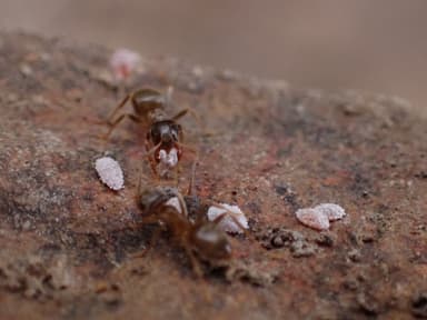 Lasius neoniger photo 86