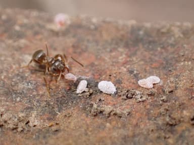 Lasius neoniger photo 87
