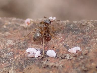 Lasius neoniger photo 88