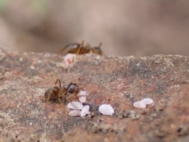 Lasius neoniger photo 89