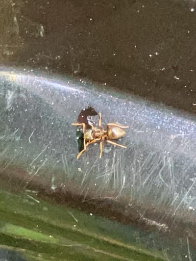 Lasius neoniger photo 91