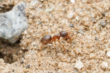 Lasius neoniger photo 92