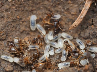 Lasius neoniger — colony photo 93