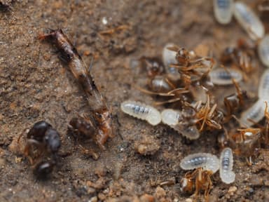 Lasius neoniger — colony photo 94