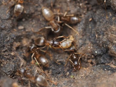 Lasius neoniger — colony photo 95